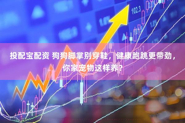 投配宝配资 狗狗脚掌别穿鞋，健康跑跳更带劲，你家宠物这样养？