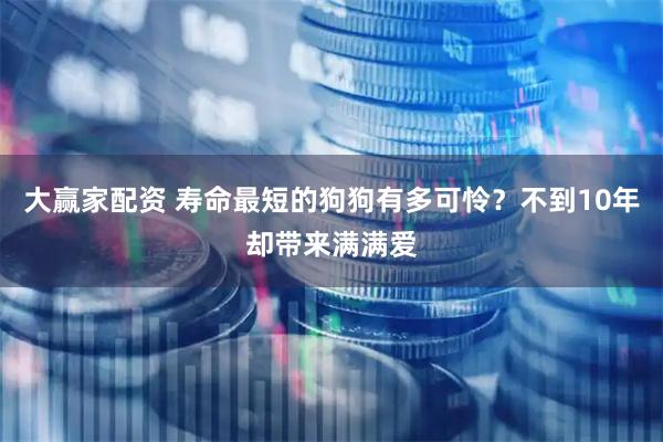 大赢家配资 寿命最短的狗狗有多可怜？不到10年却带来满满爱